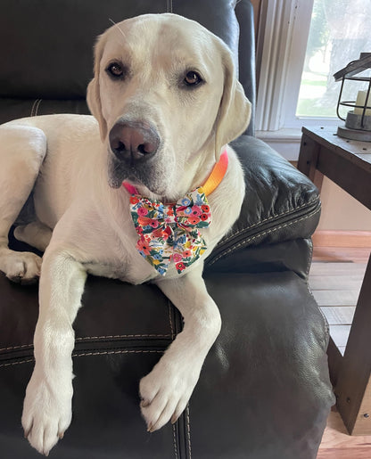 A labrador retriever wearing a colorful sailor bow from JenaRichardWeddings.