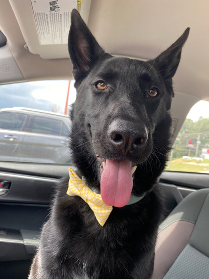 Dog Bow Ties in Yellow Gingham